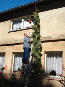 riesensonnenblume.jpg